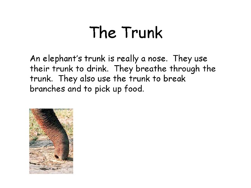 The Trunk  An elephant’s trunk is really a nose.  They use their